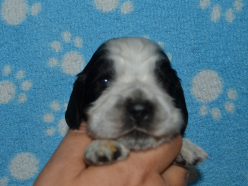 5.pejsek-vínová st..JPG